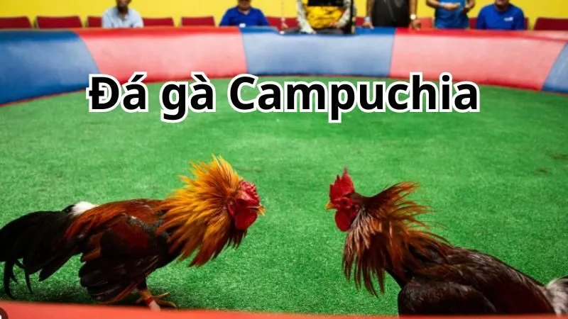 Kinh nghiệm chơi đá gà Kinh nghiệm chơi đá gà