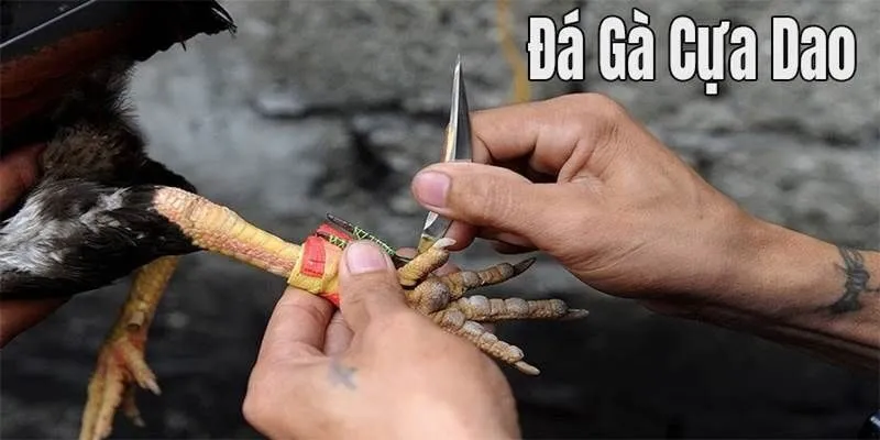 Tìm hiểu về hình thức đá gà gắn cựa dao Tìm hiểu về hình thức đá gà gắn cựa dao